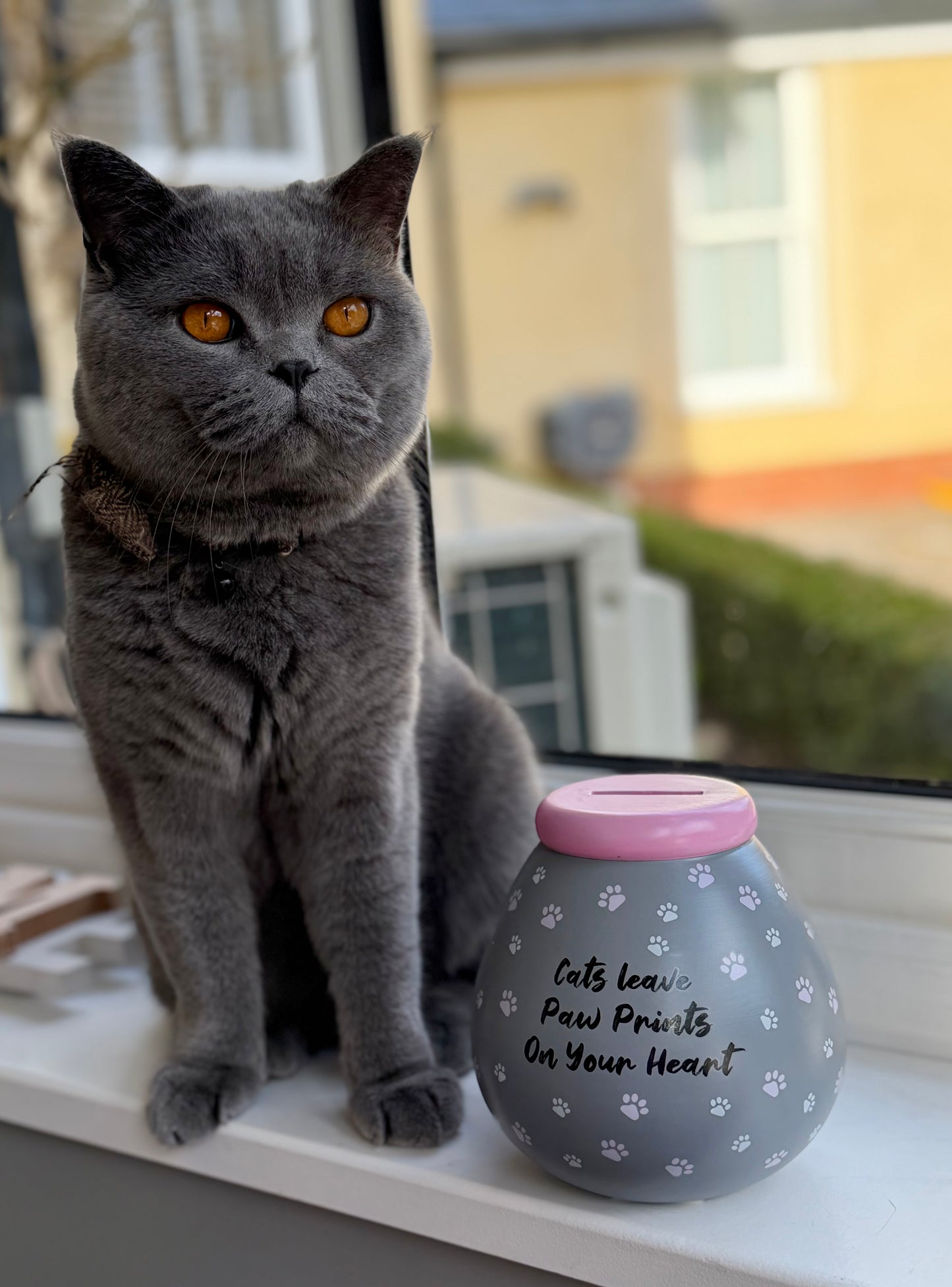 Cat Pot of Dreams Money Box